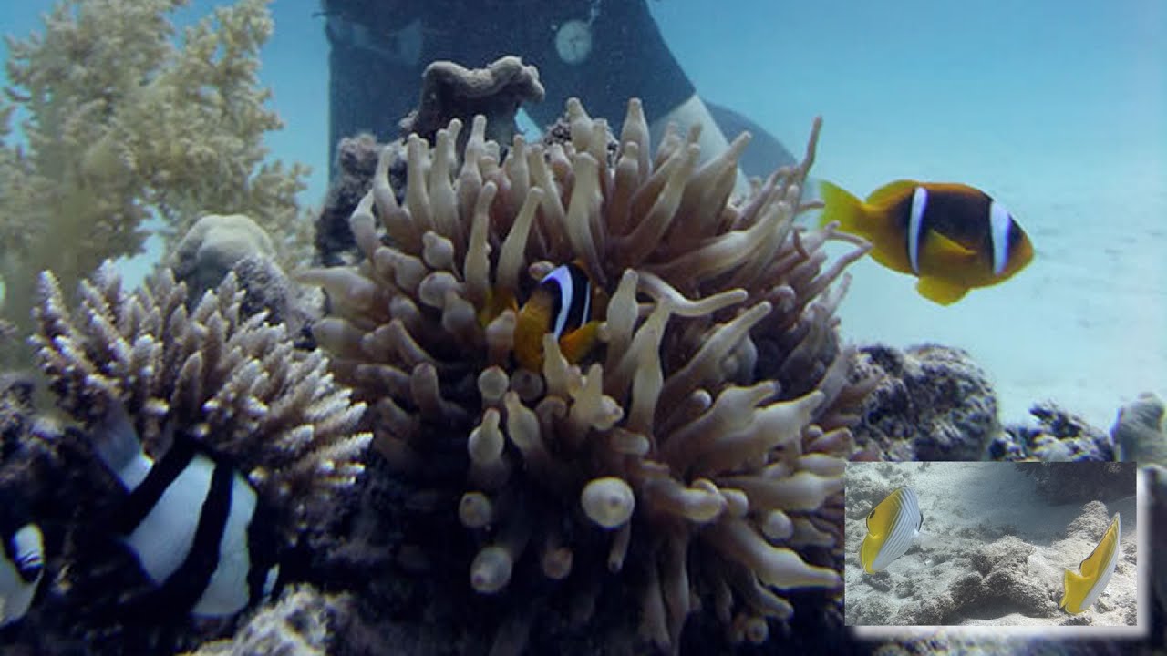 Vilanculos Diving Center - Chivale.Travel - Mozambik Rafa Koralowa • Mozambique Coral Reef Mosambik