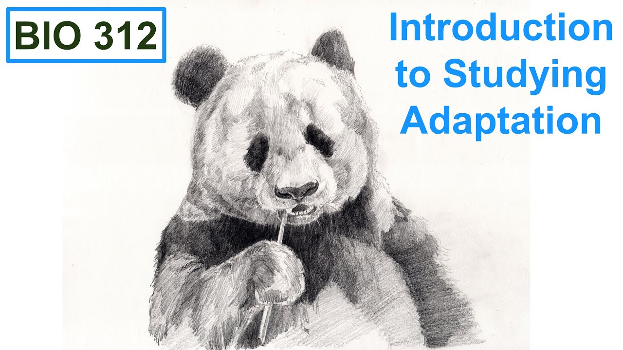 Introduction to studying adaptation.