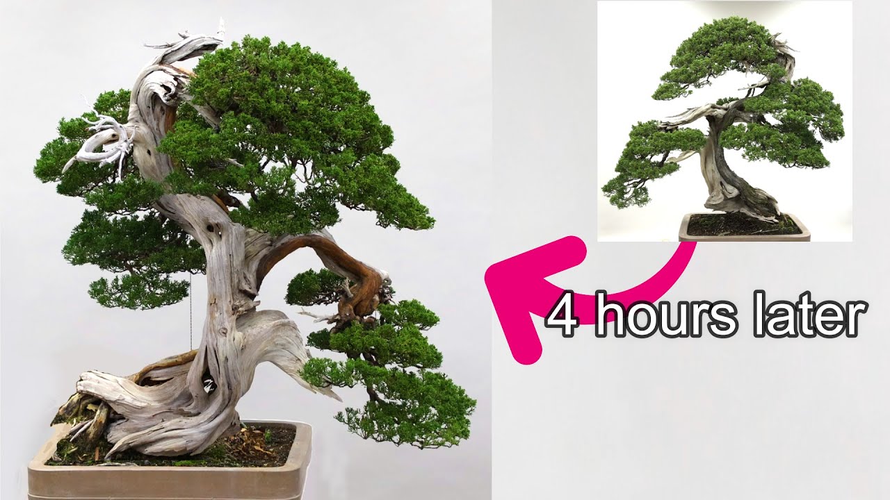 日本盆栽青樹展　デモンストレーション　漆畑大雅