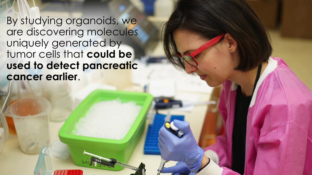 Learning about organoids at the CSHL Open House