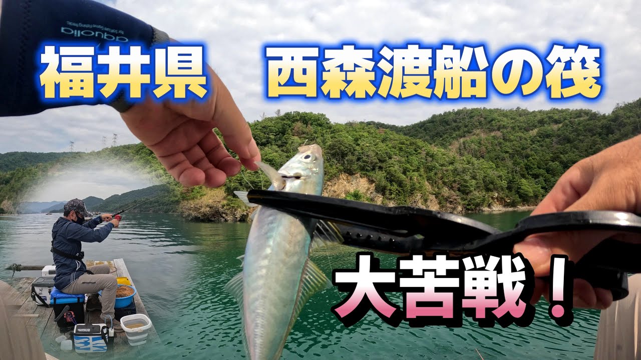 福井県、西森渡船の筏、かかり釣りでチヌを狙います。激シブの大苦戦！あきらめずに粘ります。さてさて結果は？