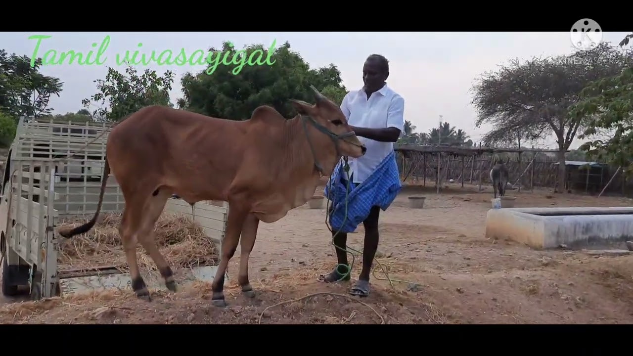 காங்கேயம் நாட்டுமாடுகள் விற்பனையிடம் ....