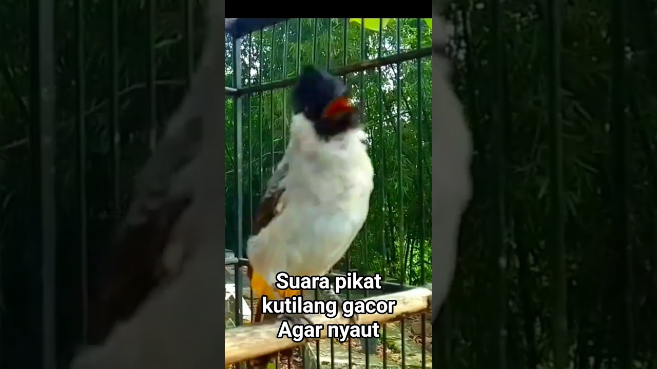 suara pikat burung kutilang gacor agar bunyi