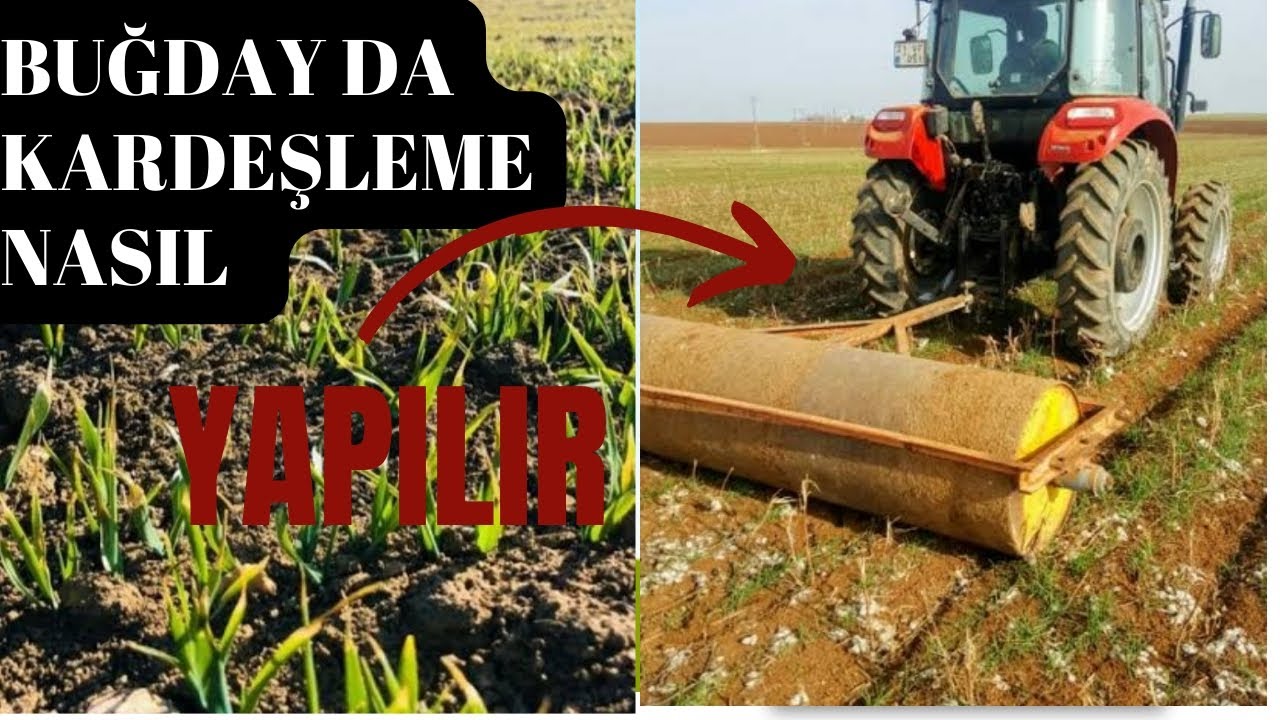 BUĞDAYDA Y&Uuml;KSEK VERİM / BUĞDAYDA KARDEŞLEME