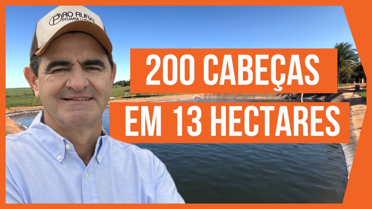 200 CABE&Ccedil;AS em 13 HECTARES - PASTEJO ROTACIONADO ADUBADO e IRRIGADO para BOVINOS DE CORTE #PARTE4