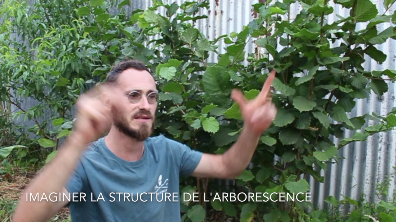 Comprendre la Taille et la fructification des fruitiers pour la permaculture