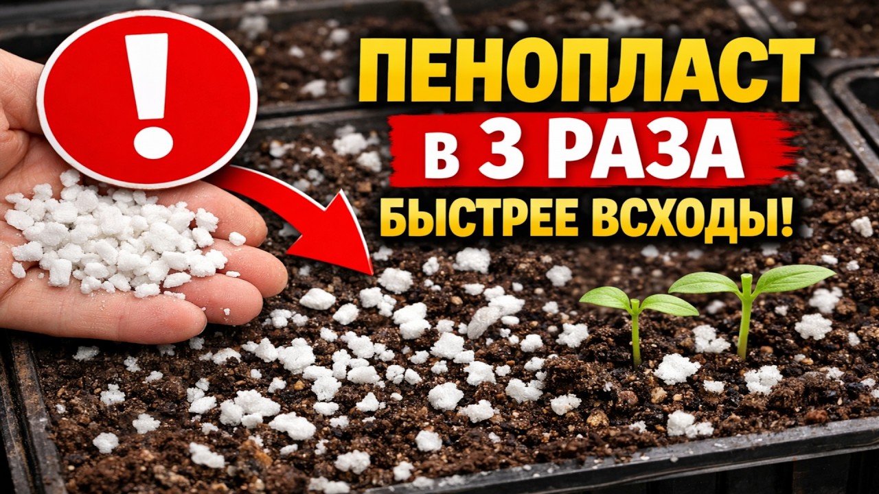 ЗАБУДЬТЕ про перлит и вермикулит! Пенопласт ускоряет всходы в 3 РАЗА. Проверяем дедовский метод!