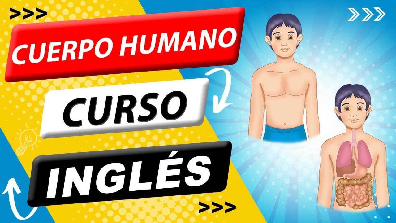 🇺🇸  Cuerpo humano en INGLÉS 🗽 ❤️ 👉 [ #1 EN EEUU ] 👈