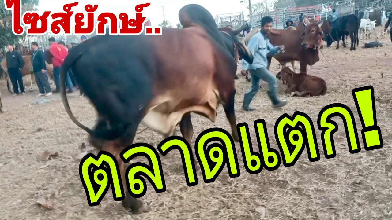 ไซส์ยักษ์เวียดกวาดเรียบ ราคาวัว วันพุุธ 4 ก.พ.69 สนามกุดเรือคำ