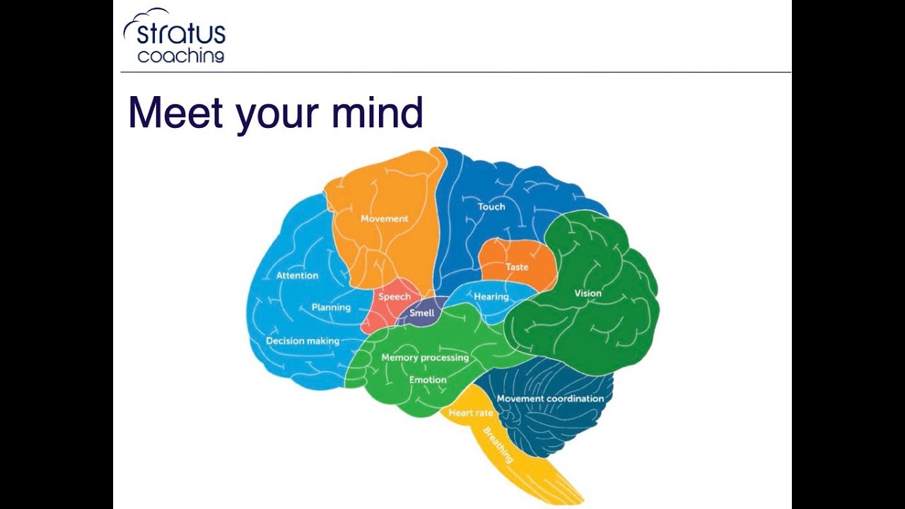 Introduction to Neuroleadership