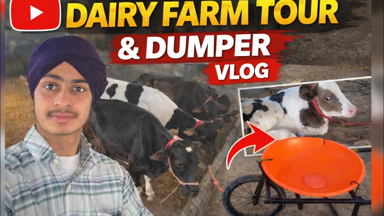 Dairy farm tour 🐄🤠and make dumper | vlog |  #viral #punjabivlogs #dairyfarm #dumptruck #homemade  