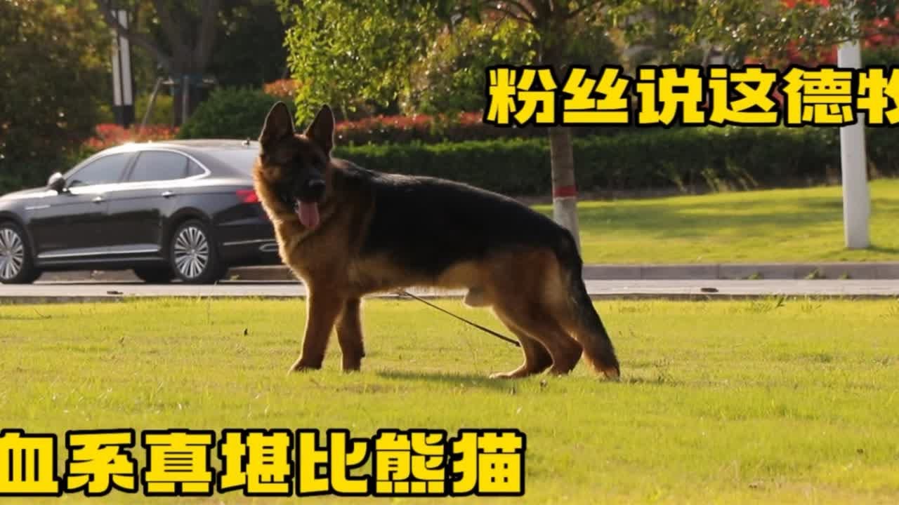 这条德牧当说出来它的血系以后，粉丝朋友说这不就是熊猫版血系！这条德牧当说出