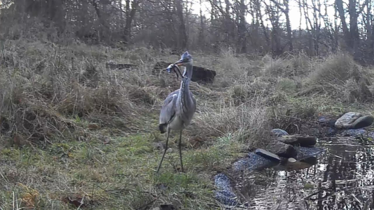 Grey heron grabbing itself a little frog snack from our garden pond. Wildlife camera. Denmark