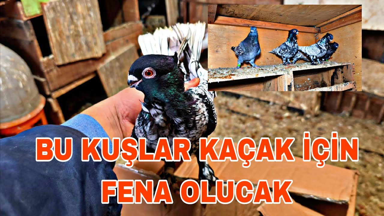 BU KUŞLAR KAÇAK İÇİN FENA OLUCAK SİZCEDE GÜZEL OLMADİ Mİ