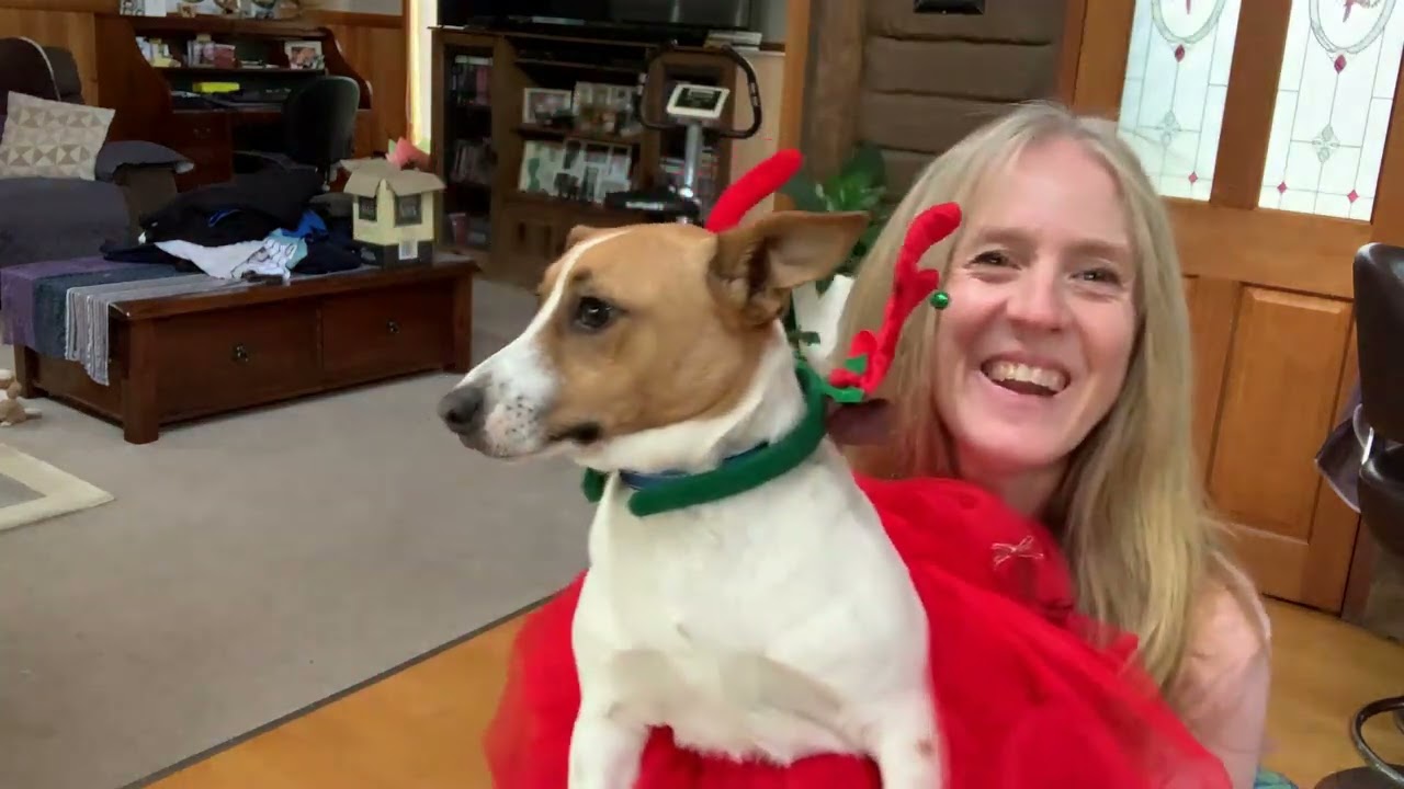 Jack Russell Puppy - 100 Subscribers - Angus is not impressed when mum dresses him for this occasion
