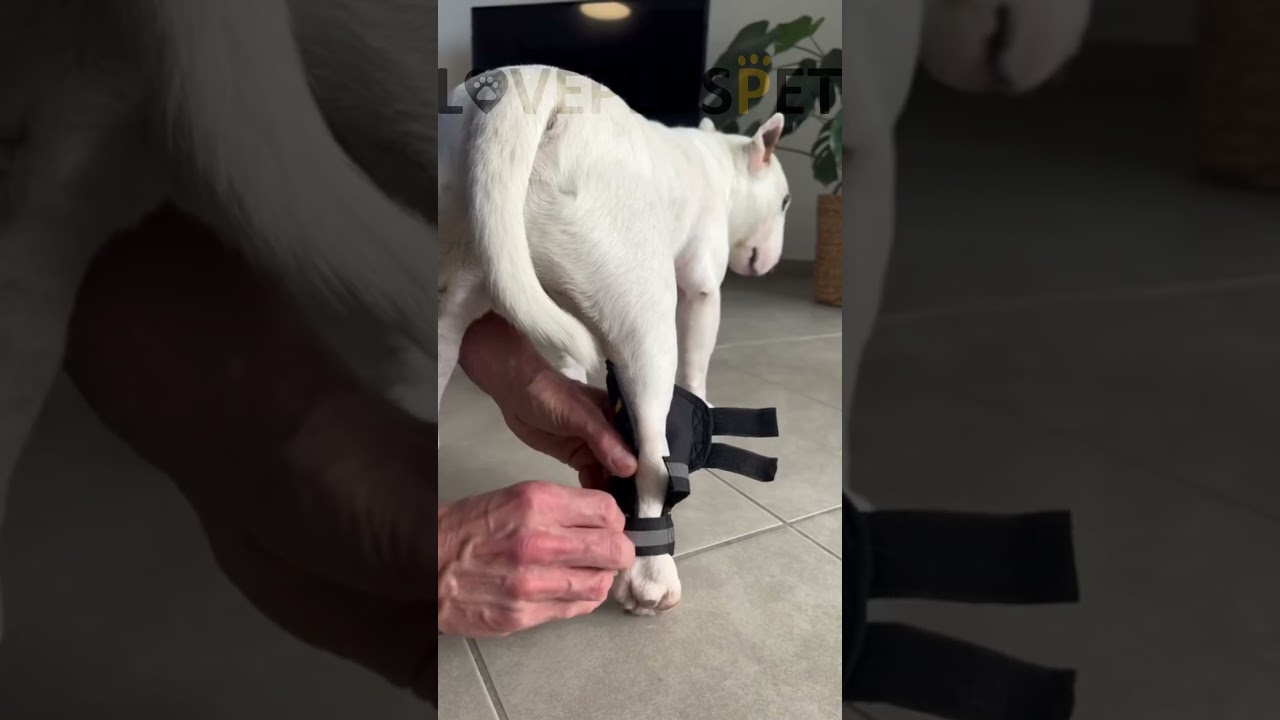 dog hock brace | Link in comment #dog #doglover #dogs