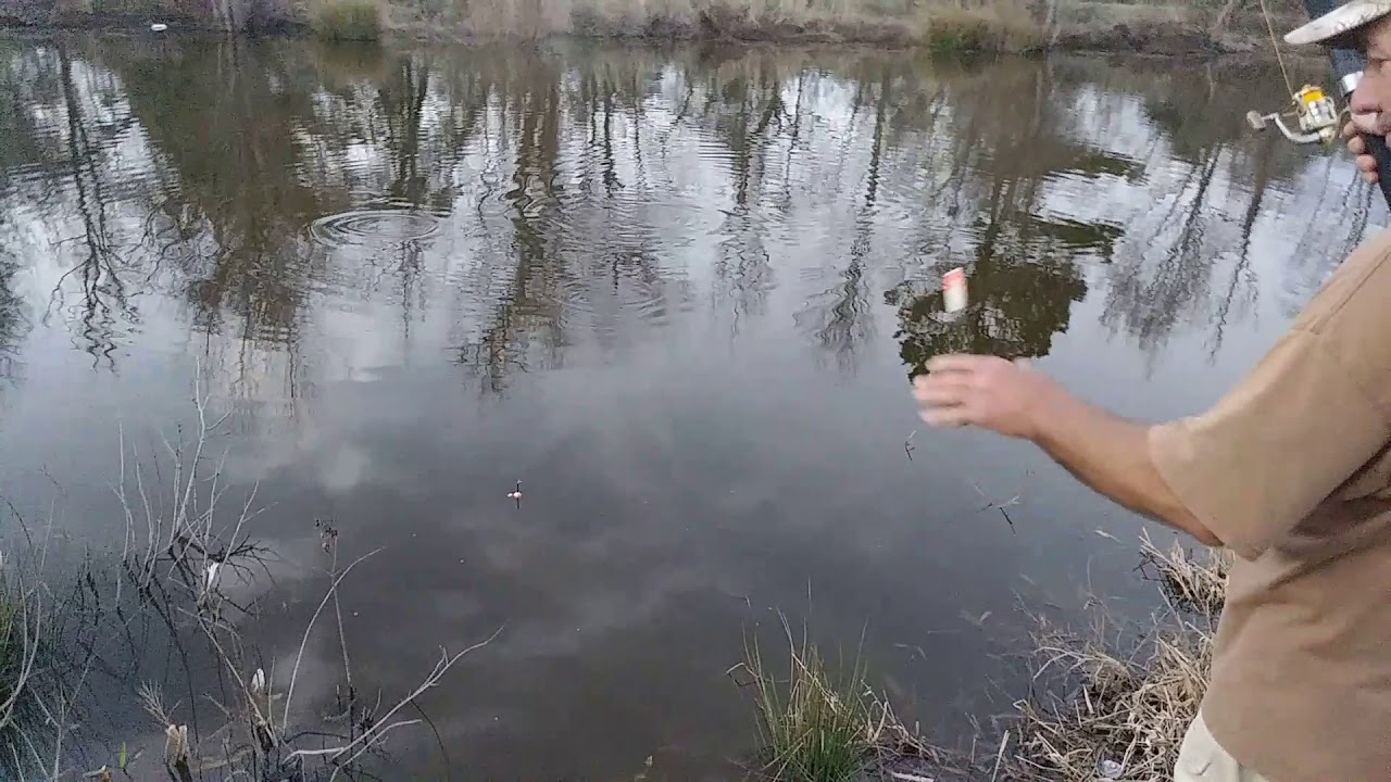 Pond stocking Channel catfish update