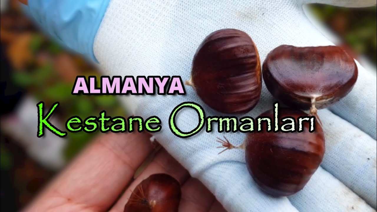 DOĞA´DA KESTANE VE MANTAR TOPLAMAK - Kestane Ormanları.Almanya