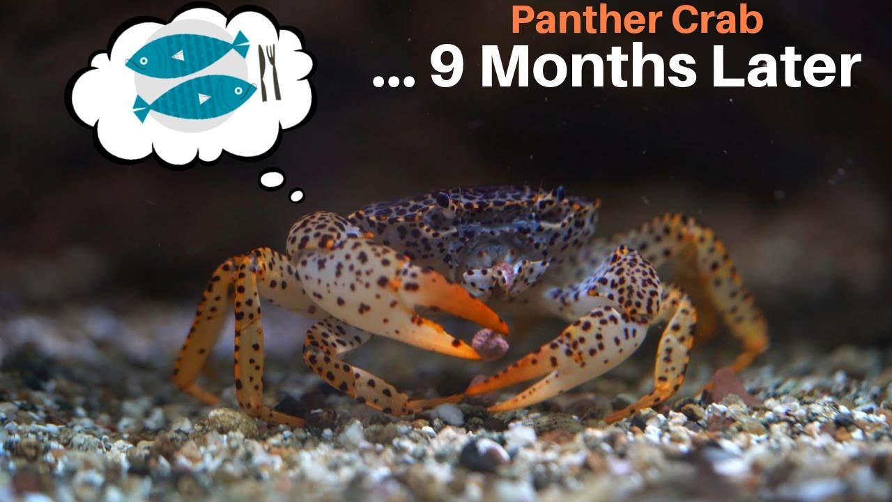 My Panther Crab DOUBLED In Size 🦀