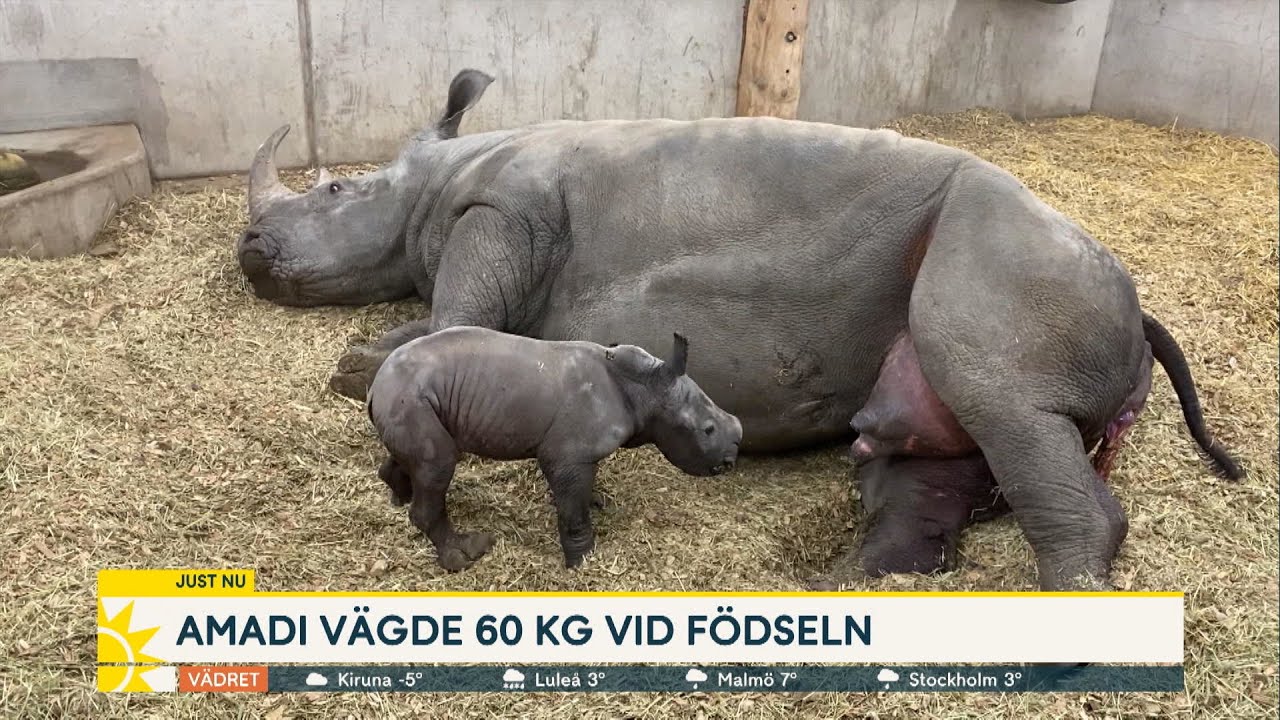 Kolmården har fått tillskott - se den förtjusande noshörningskalven - Nyhetsmorgon (TV4)