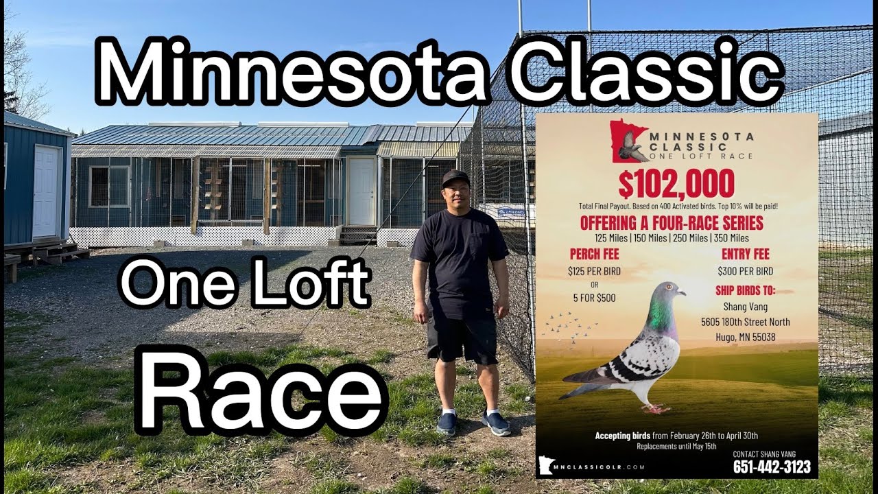 Visiting Minnesota Classic One Loft Race #pigeonracing #pigeon #racingpigeon #oneloftrace #hmong