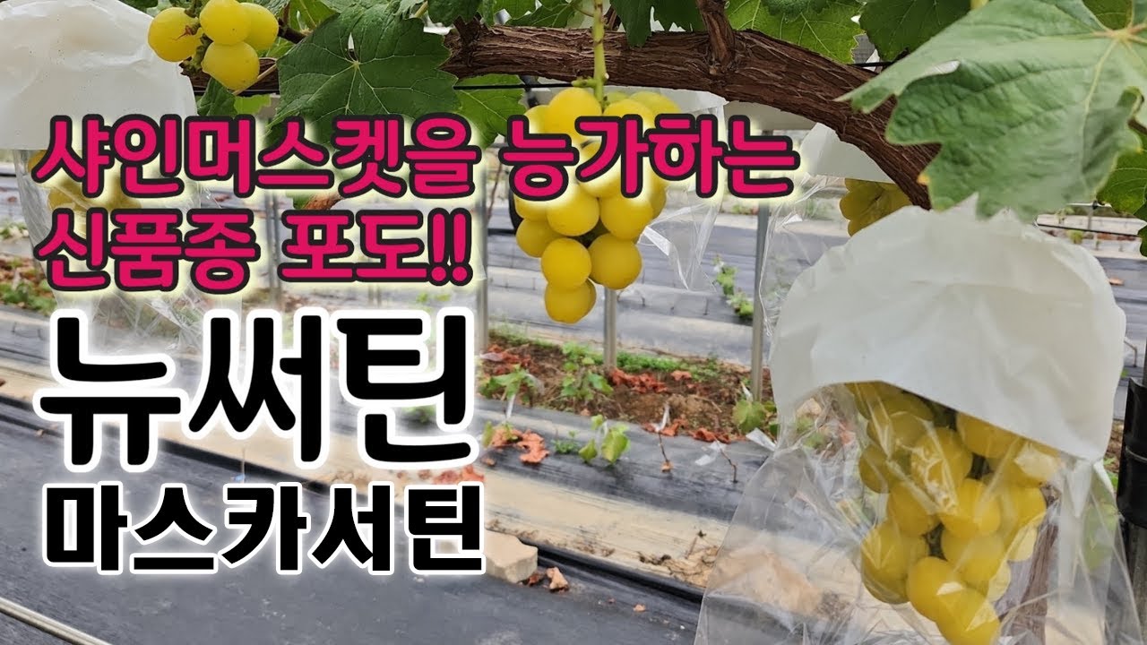샤인머스켓을 능가하는 신품종 포도 뉴써틴 (마스카서틴)