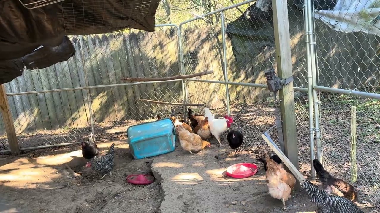 SUNNY DAY WITH THE CHICKENS AND OSCAR