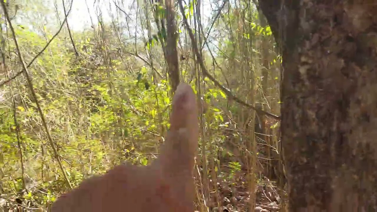 Explorando nuevo punto de caceria