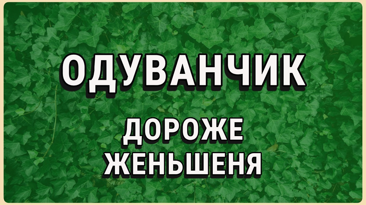 Забудьте об отёках и давлении! Как правильно пить одуванчик, чтобы ожить за четырнадцать дней