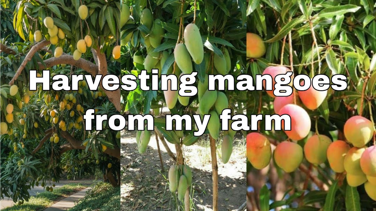 Picking ripe mangoes from my farm and reviewing them.