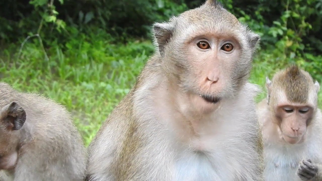 Karita monkey she looking food everyday with little monkey.