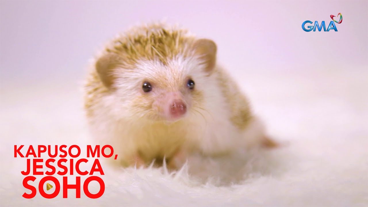 HEDGEHOGS, NAKAKATANGGAL DAW NG STRESS NG MGA FERSON?!| Kapuso Mo, Jessica Soho