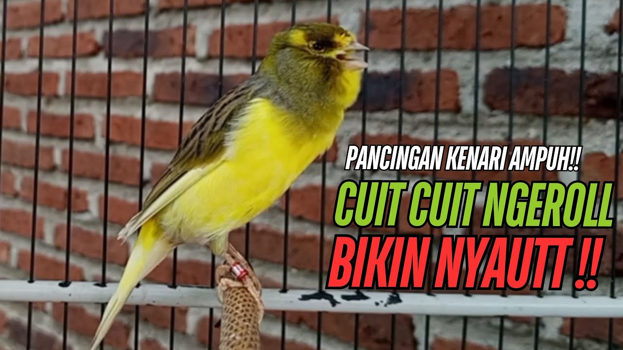 SUARA Kenari GACOR PANJANG Pancingan & masteran Kenari Paud AGAR gacor AMPUH Kenari MACET bunyii