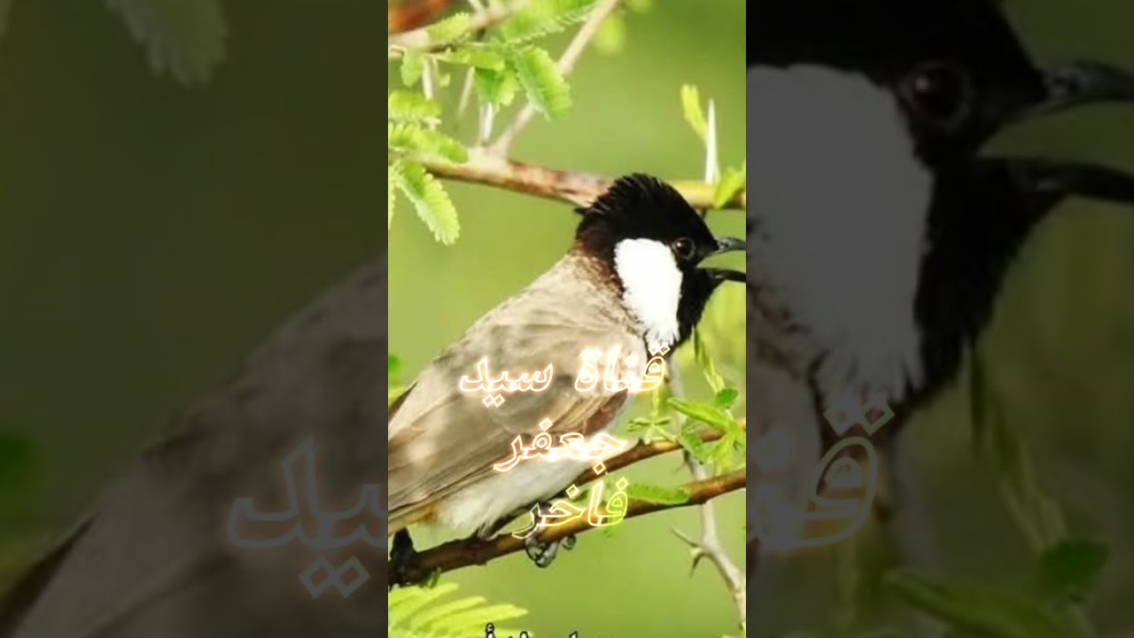 تغريد بلبل وحشي 💕طياريات بلبل وحشي لتحريك وتحفيز البلابل العنيدة واجبارها على التغريد