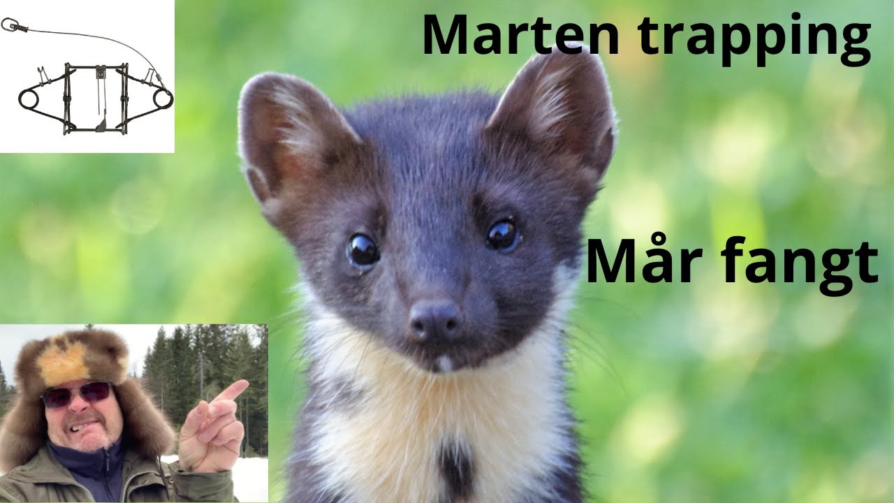 Siste Fellesjekk på mårlinja og nedspenning(2022-23). #martentrapping