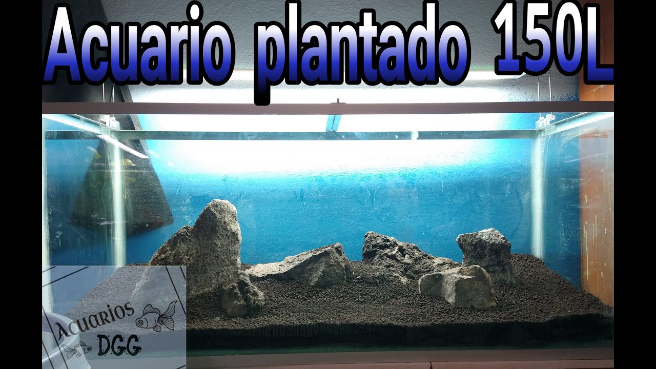 MONTAJE DE ACUARIO PLANTADO DE 150l