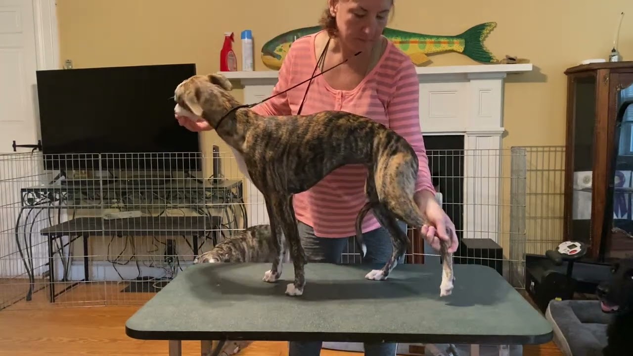 Aristaios Whippets table time show stacking practice 2023.09.24