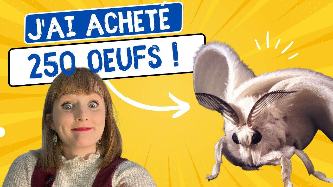 J'élève des vers à soie chez moi ! - partie 1