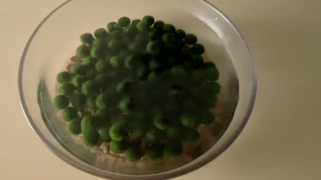 [Thanks for 100 subscribers!]I bought 100 tiny Marimo and count them to see if there are 100