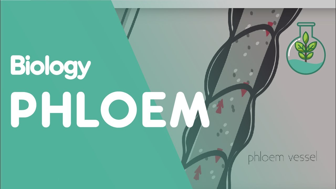 Xylem and Phloem - Part 3 - Translocation - Transport in Plants | Plants | Biology | FuseSchool