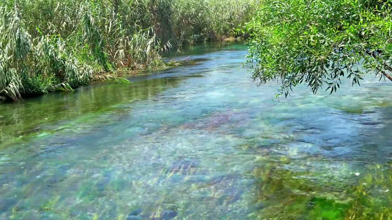 4k Clear Water Flowing, Forest River Ambience. Sound of River & Forest Birds Singing, Nature Sounds.
