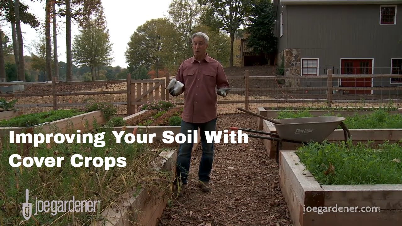Improving Your Soil with Cover Crops