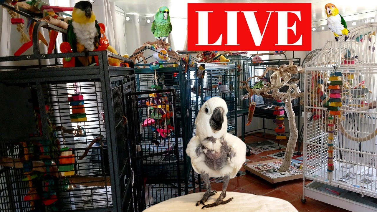 How Safe is Your Bird Room | Bird Room Talk Sunday