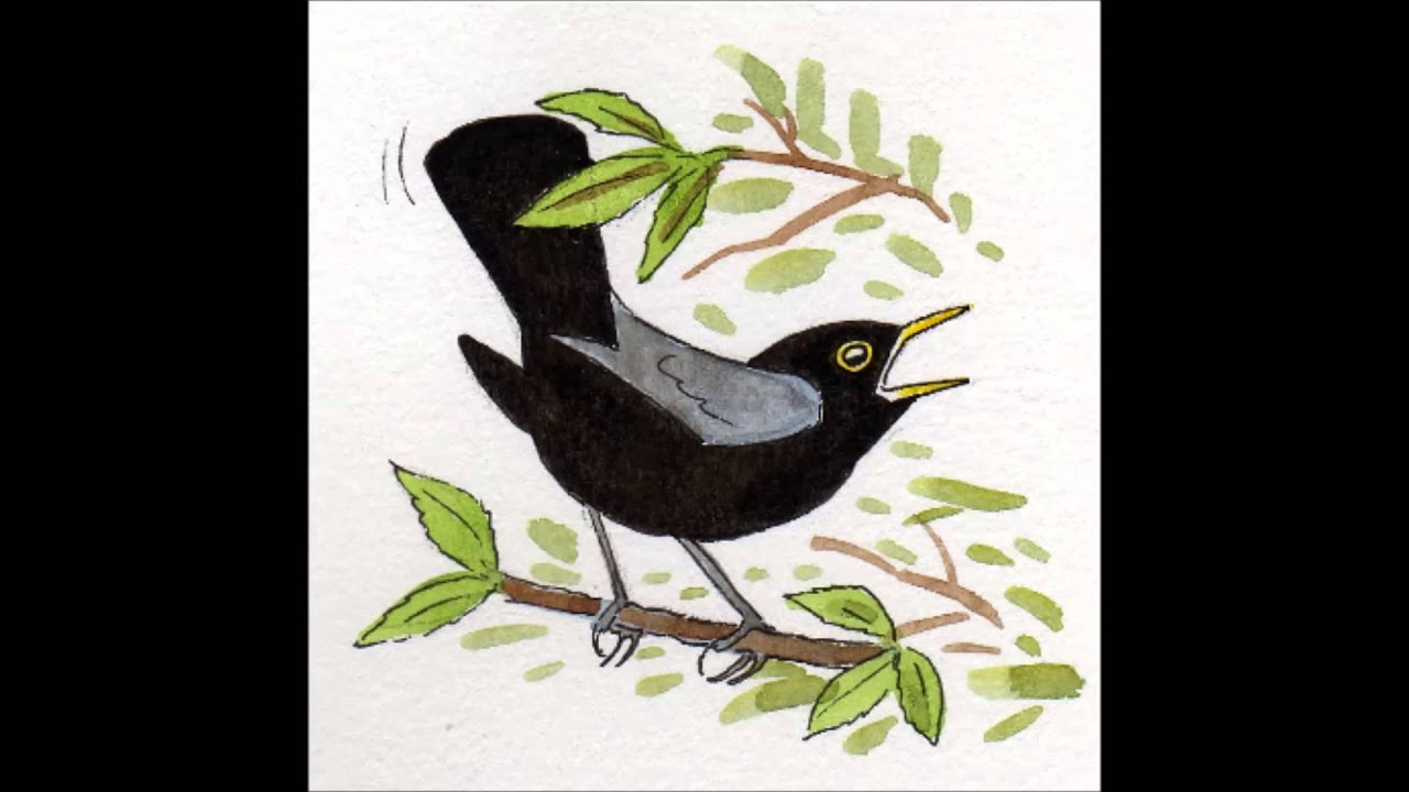 APPRENDRE LES CHANTS D'OISEAUX - 9: Le Merle noir