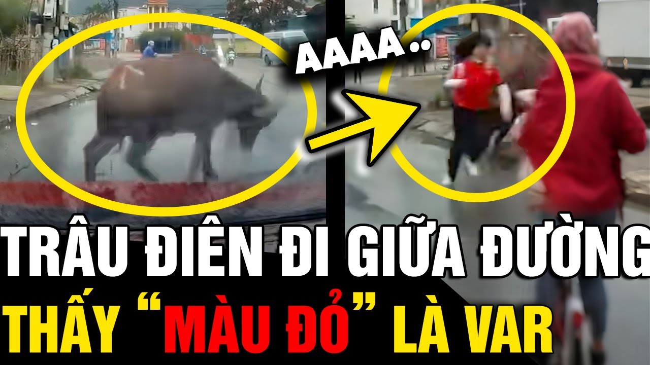 Thấy bất kể 'VẬT THỂ MÀU ĐỎ' di chuyển trên đường, con trâu 'NỔI ĐIÊN' hung dữ | Tin Nhanh 3 Phút