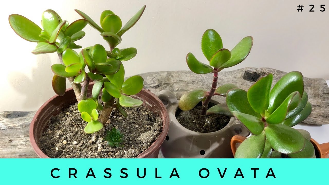 CRASSULA OVATA | Arbol de Jade 🌳