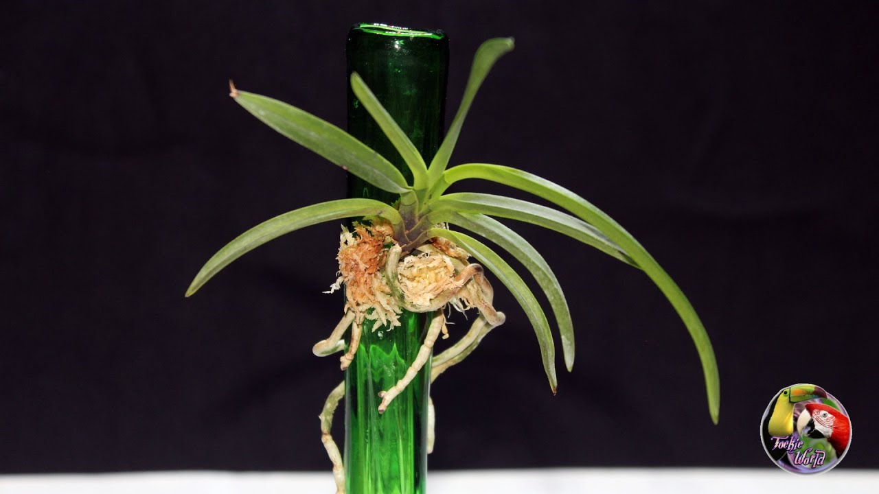 GROWING ORCHIDS DIFFERENTLY – Neofinetia – Japanese wind orchid - Another kind of mounting