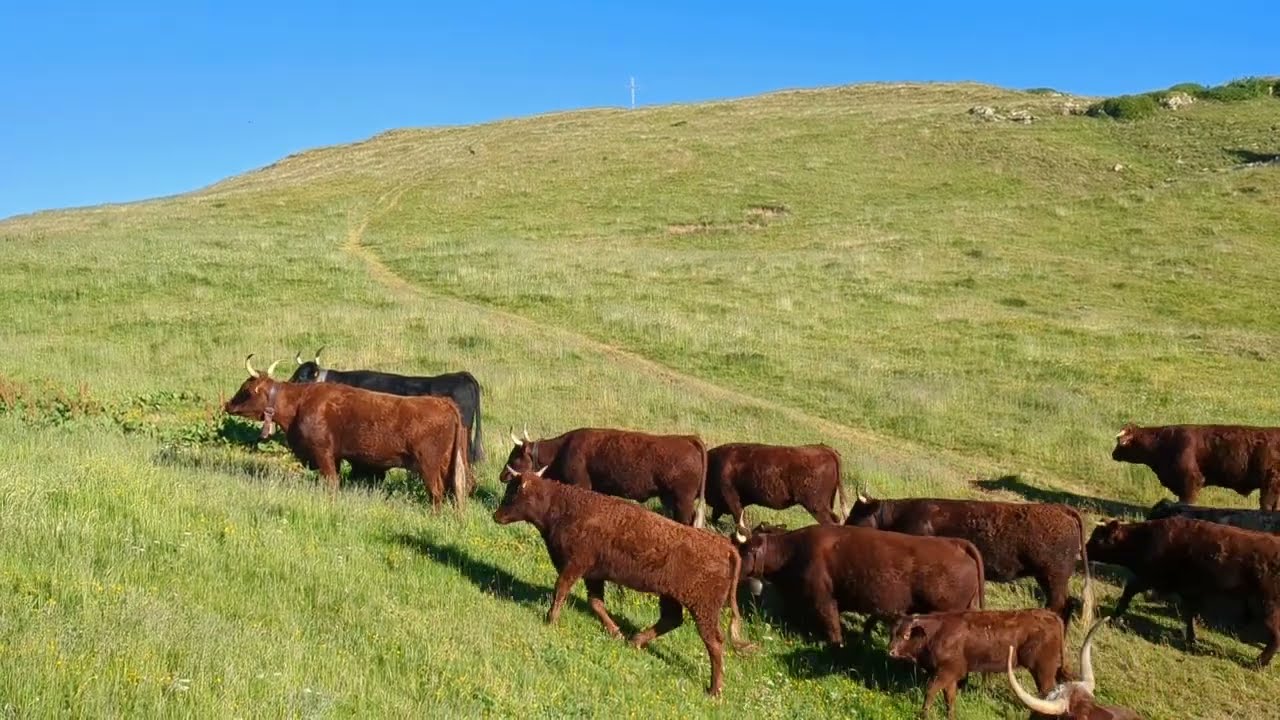 Croix de l'Alpe 2025