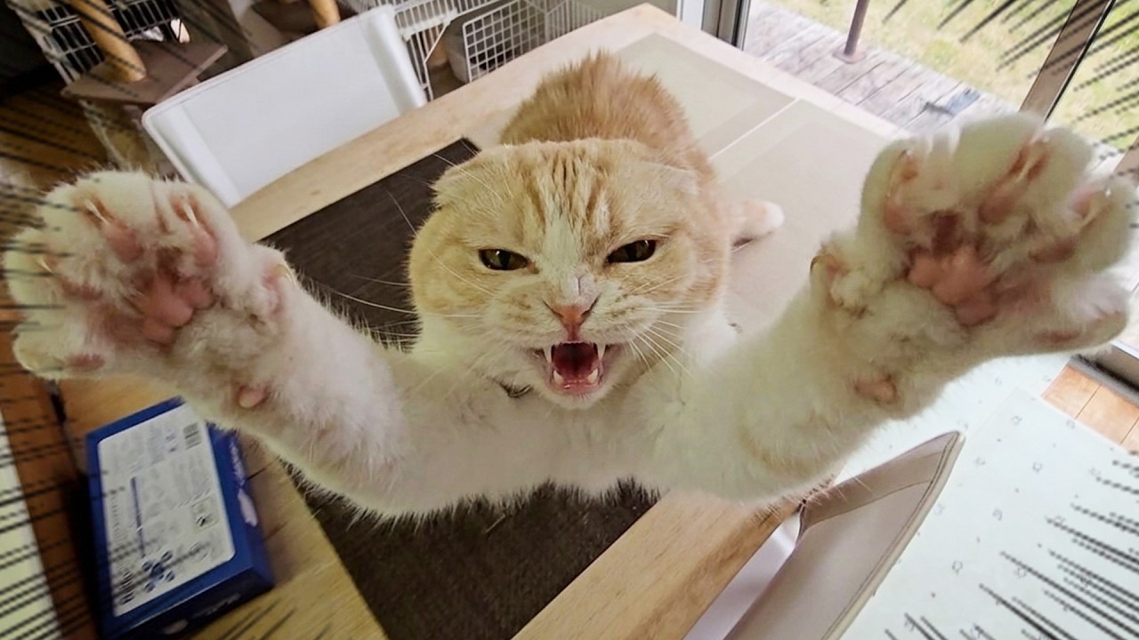 猫が突然ブチ切れて襲ってきました...
