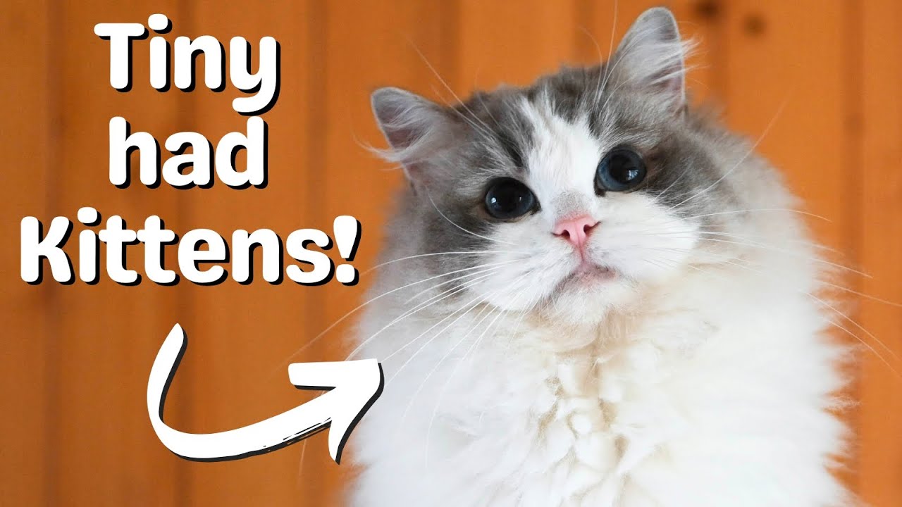 Кошка породы рэгдолл рожает котят породы рэгдолл 🐱 Такие милые